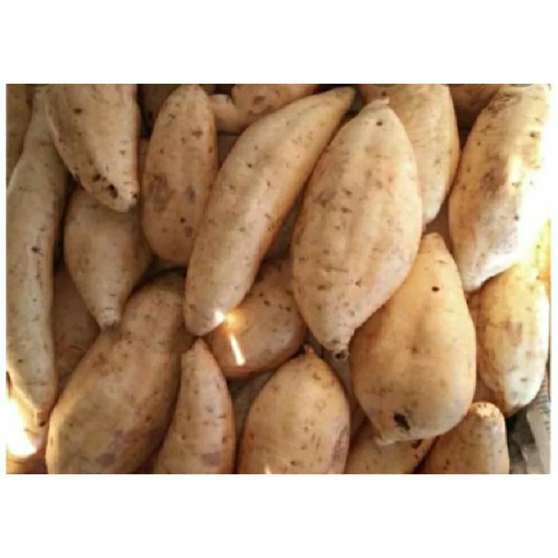 

ubi madu ubi celembu manis dan legit 1kg