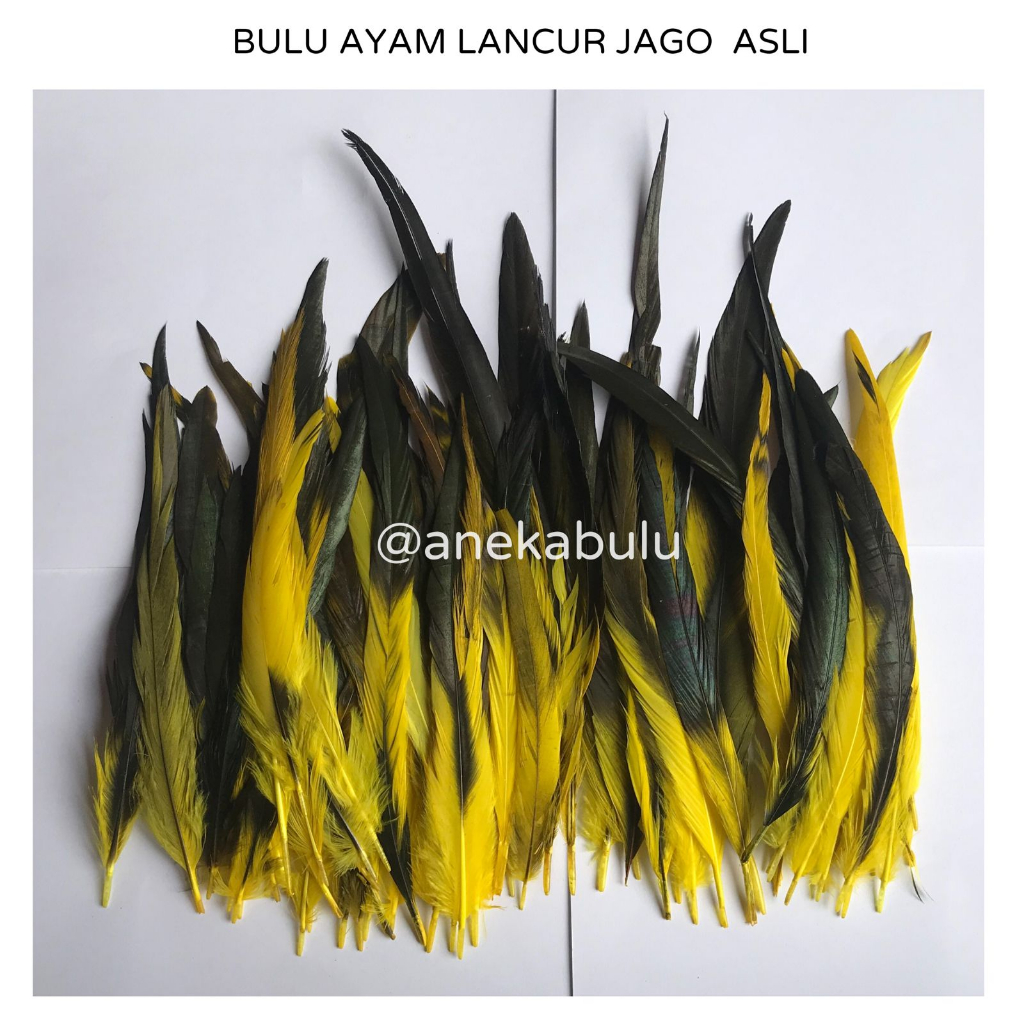 BULU AYAM JAGO LANCUR ASLI MURAH - JUAL BULU AYAM JAGO PEJANTAN ASLI UNTUK AKSESORIS TARI ADAT DAYAK