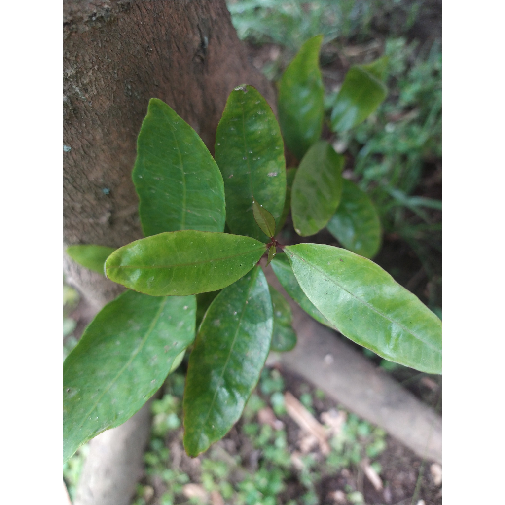 

DAUN JAMBU AIRRRRRRR'\[\[\[\
