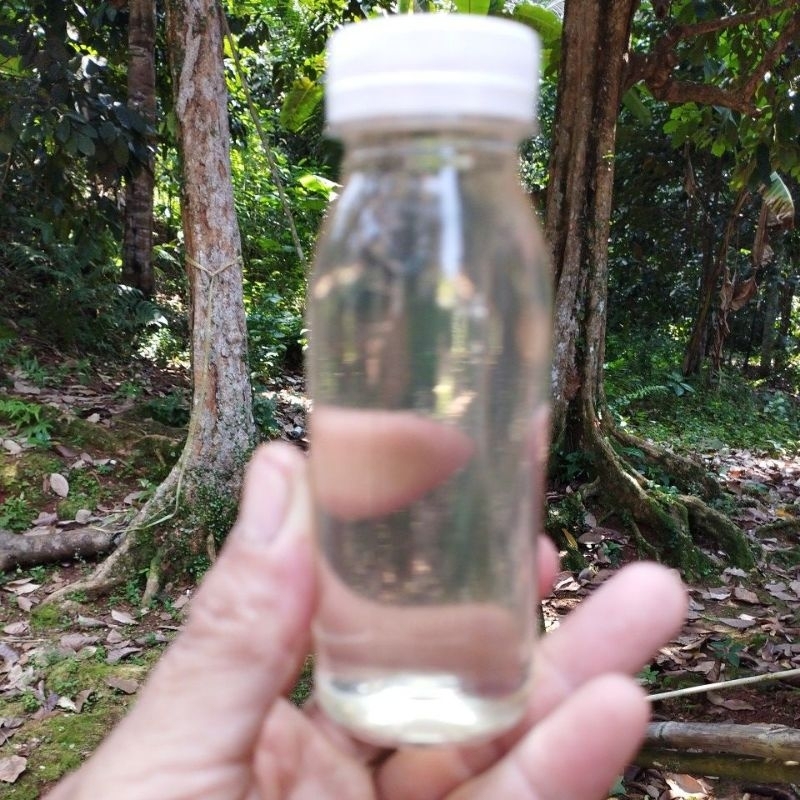 

minyak kelapa asli 100% gading kuning.80ml bel 3 gratis ongkirl.