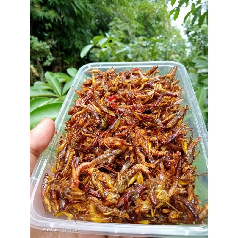 

Belalang goreng/simet/ Walang beras kecil-kecil cemilan pedas,gurih,manis makanan extrim khas gunung kidul pesan baru goreng no setok pp 2-3 hari