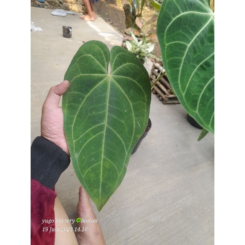 Kuping Gajah Magnificum Norte daun Besar