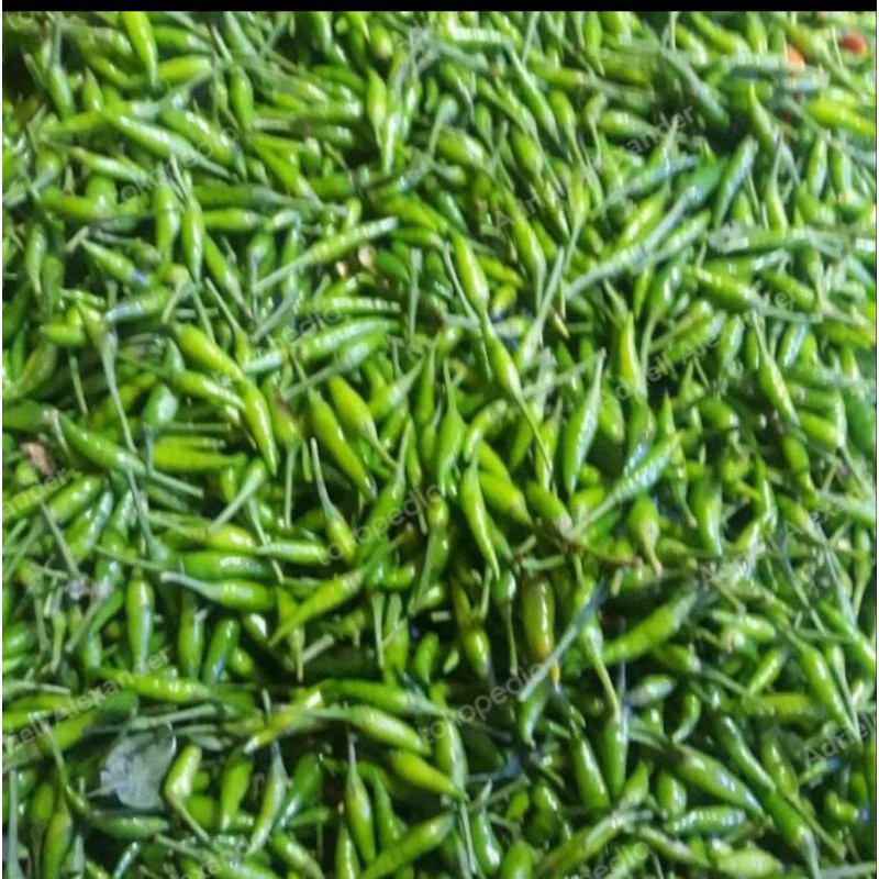 

Cebe rawit hijau 500gr