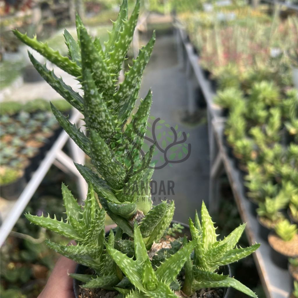 Aloe Juvena Tanaman Hias Toga Tanaman Unik