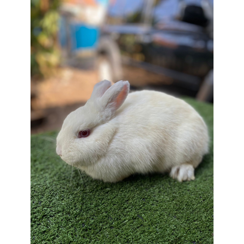 Kelinci Netherland Dwarf (BETINA)