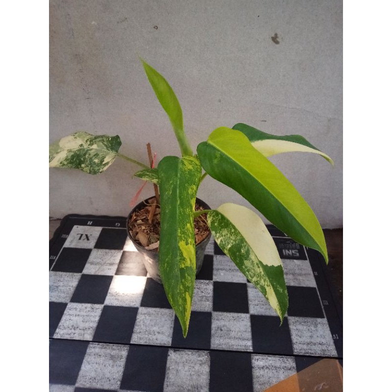 philodendron domesticum