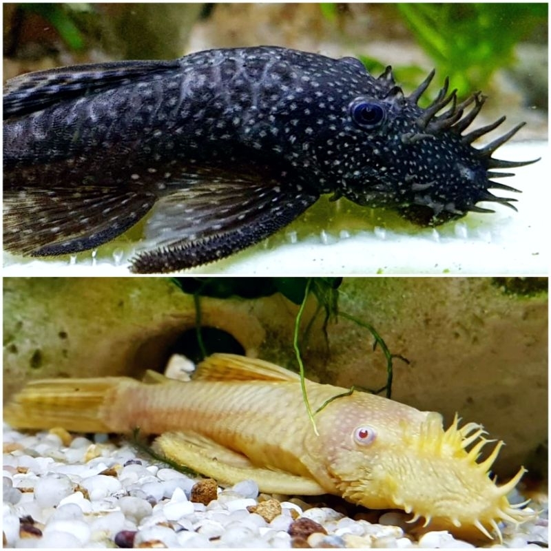 

pleco l144 induk / bristlenose / Ikan pembersih sapu berkumis / algae eater