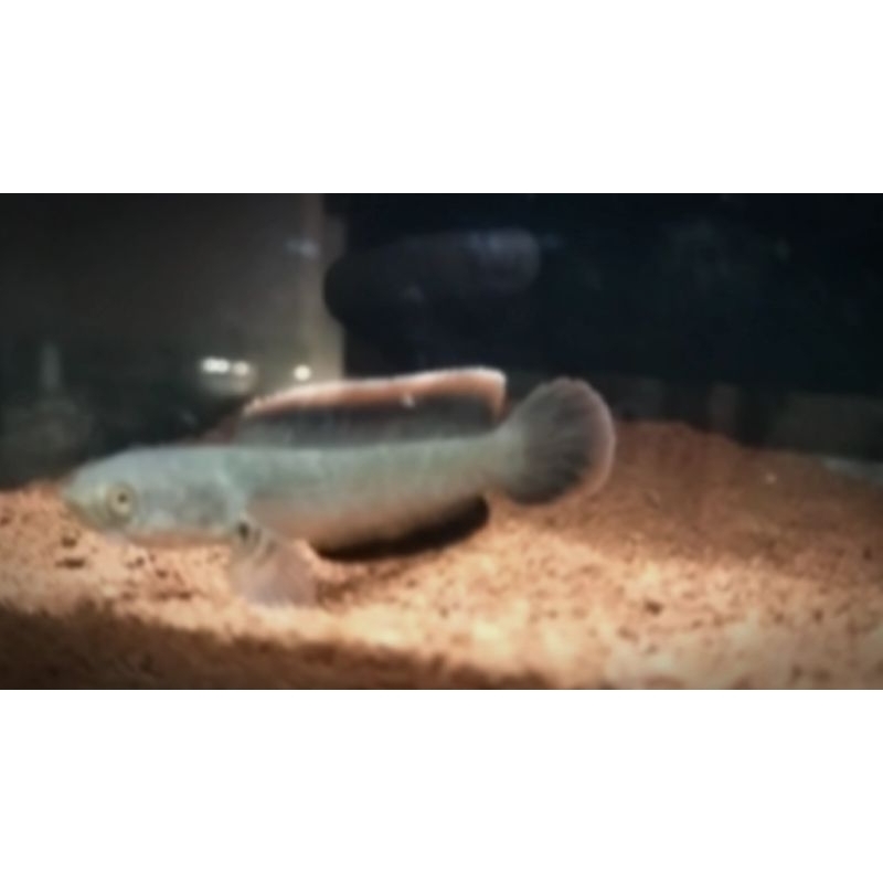 hiasan aquarium limbata bali