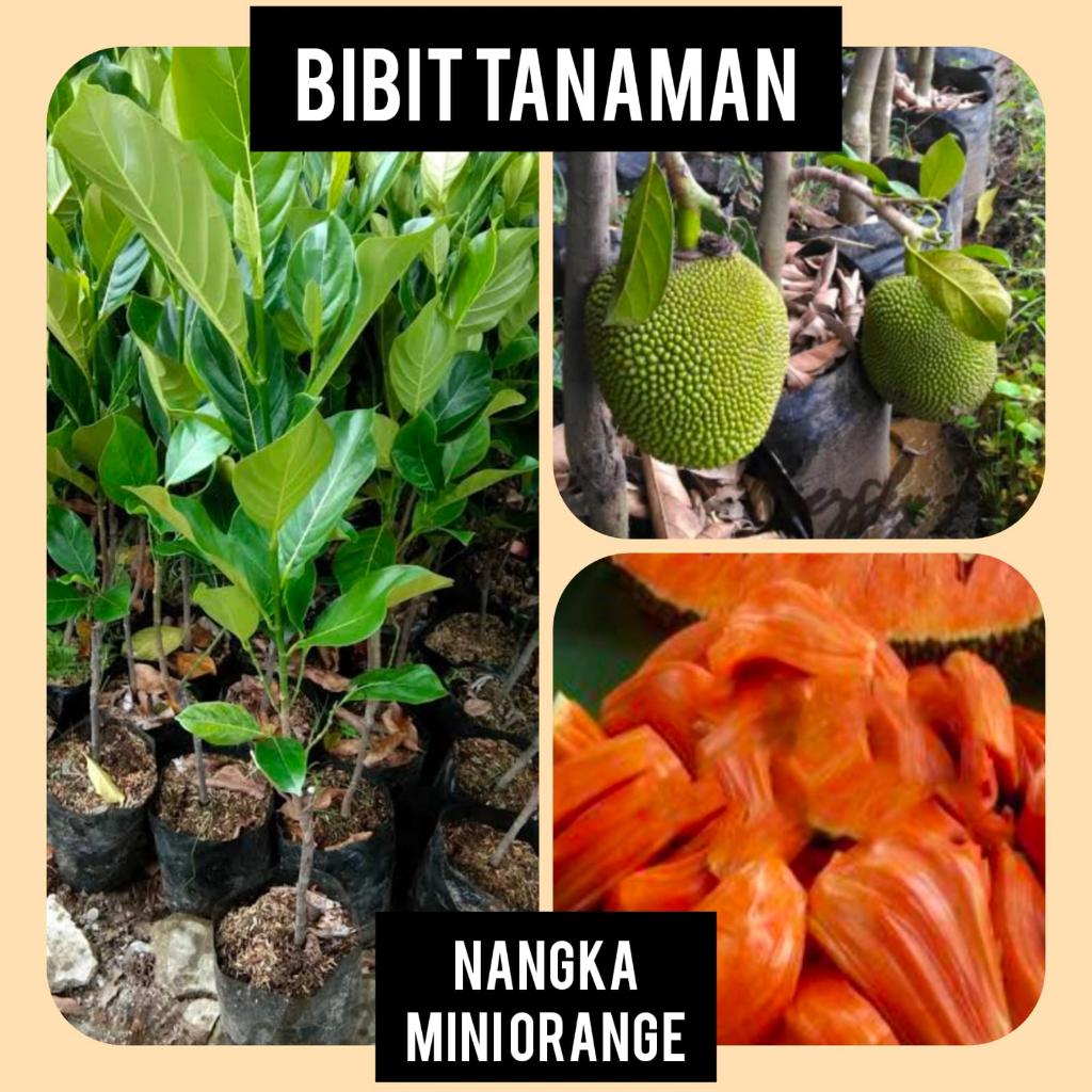 Bibit Nangka Mini Orange / Nangka Oren