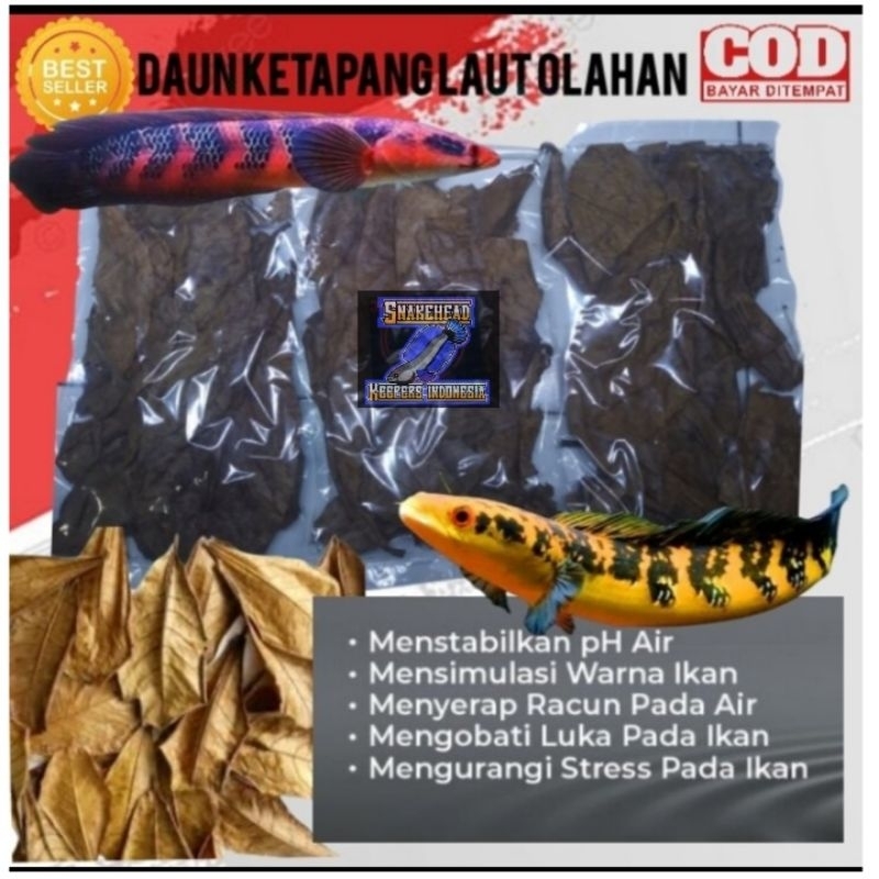 daun ketapang laut olahan siap pakai/ketapang laut