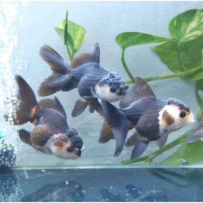 

Ikan mas koki oranda panda