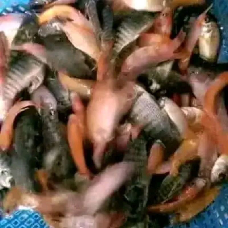 Bibit ikan nila merah