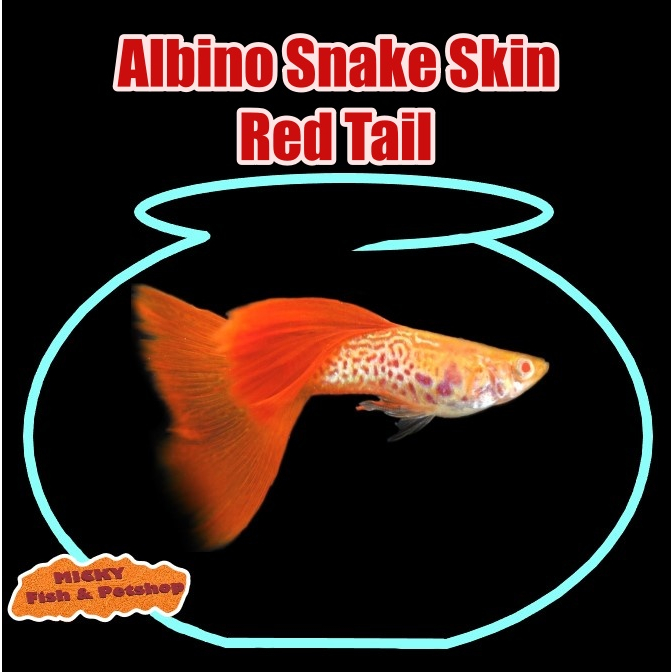 Guppy Albino Snake Skin Red Tail Jantan SnakeSkin Grade