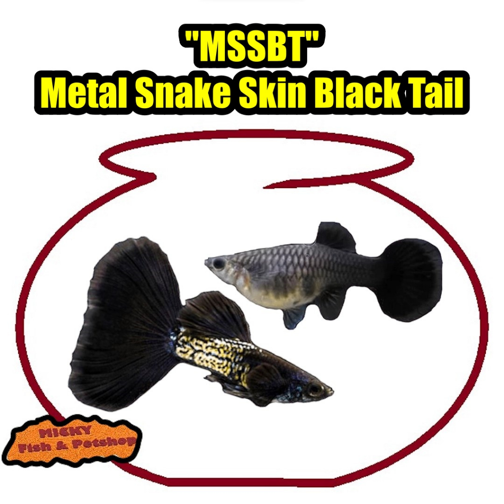 SEPASANG Guppy MSSBT Metal Snake Skin Black Tail Indukan Grade