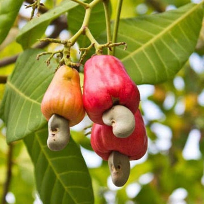 

Biji kacang mete mentah / masih ada kulitnya belum di kupas / kacang ukiran