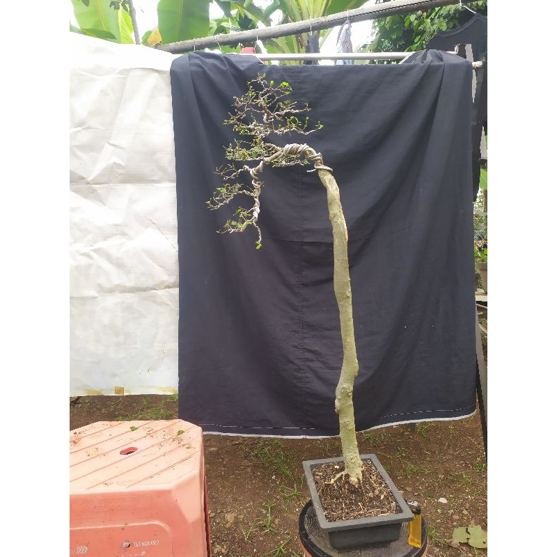 bahan bonsai serut bunjin