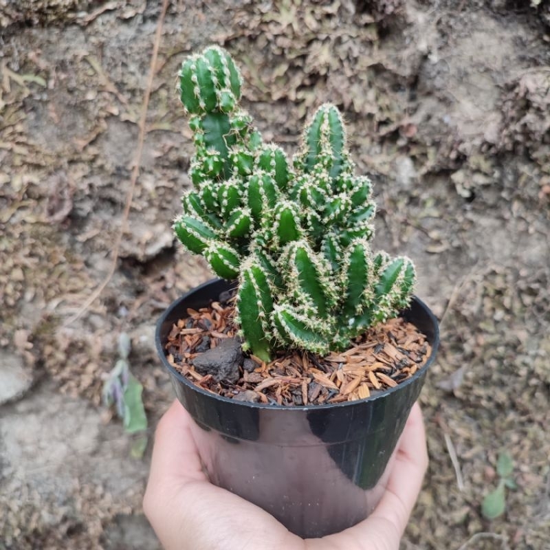 Cereus Tetragonus | D 10cm