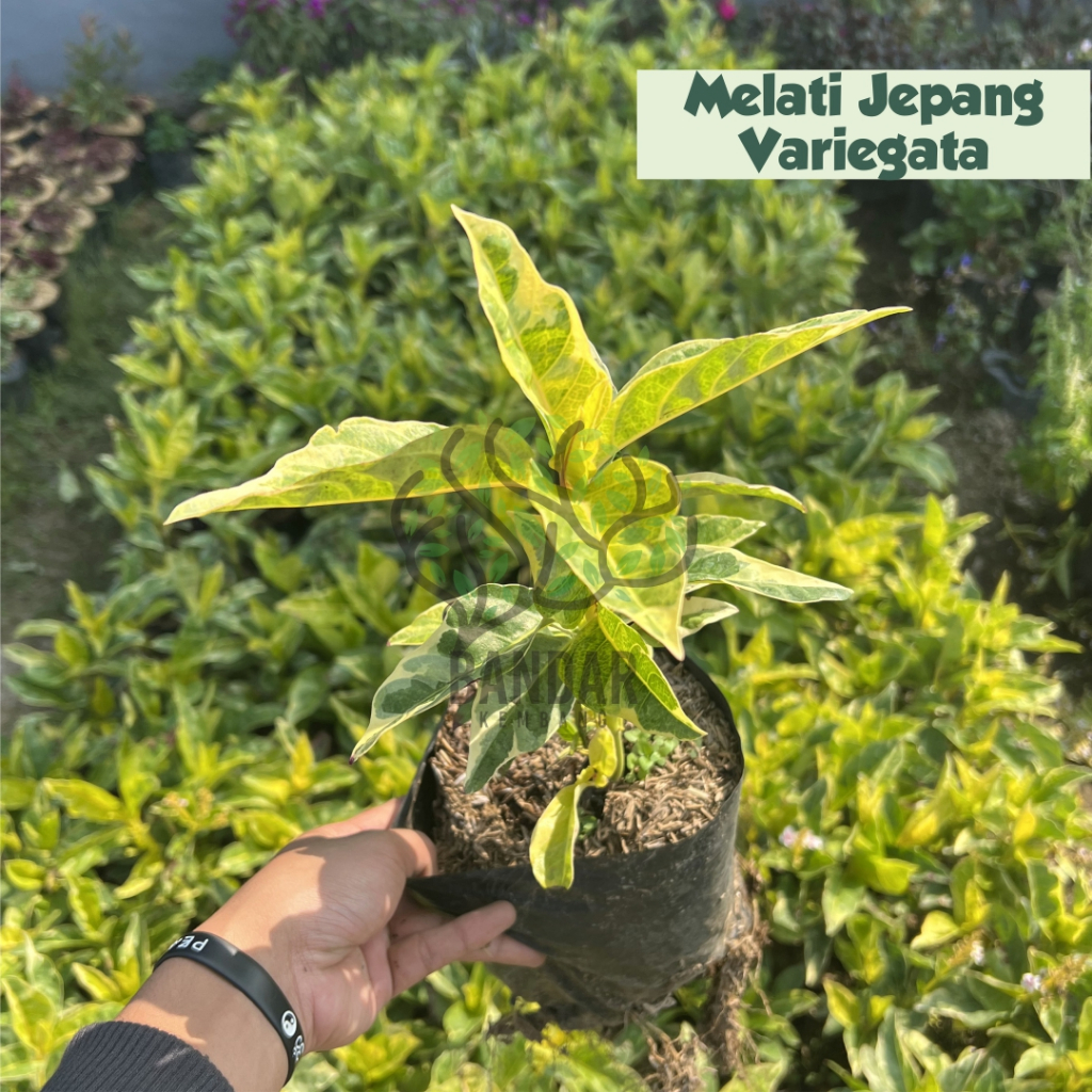 Melati Jepang Varigata Harum Bibit Tanaman Bunga Hias Tanaman Teras Rumah