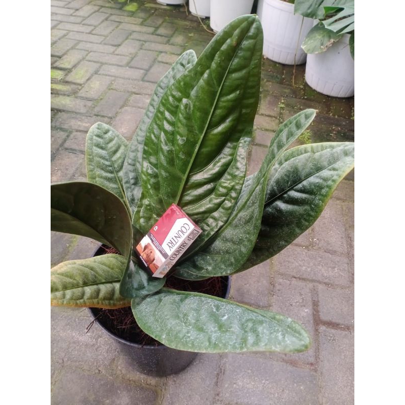 Anthurium Superboom Clasik Original