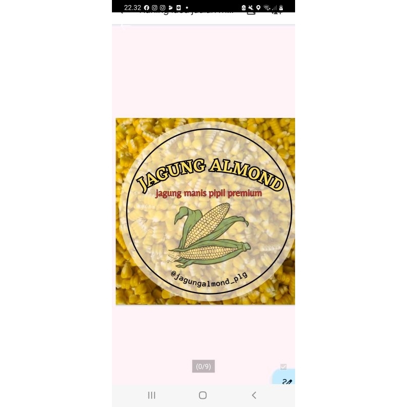 

jagung manis pipil premium