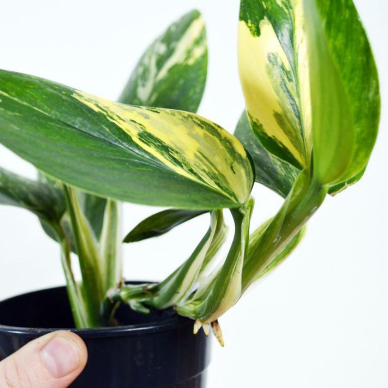 Monstera standleyana varigata kuning