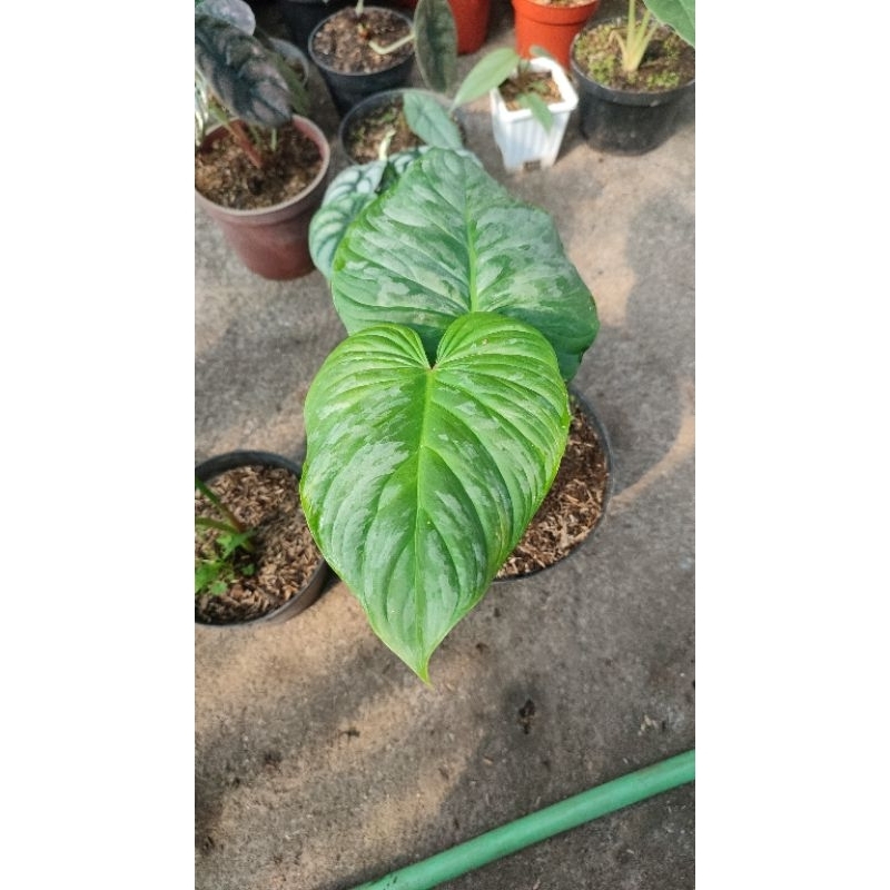 philodendron majestic