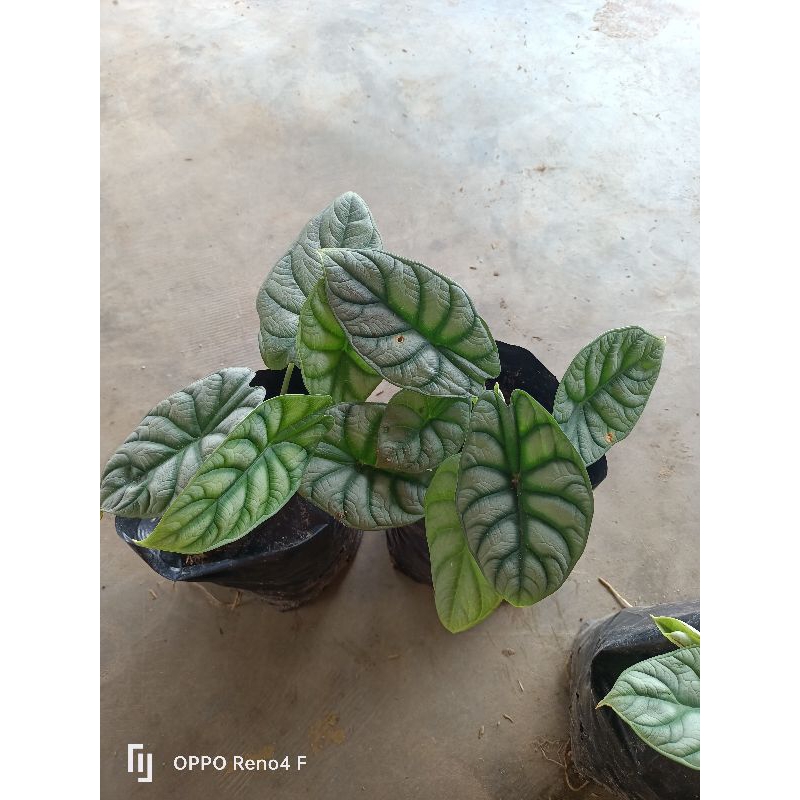 Bunga keladi tengkorak silver beli 5 harga 30 ribuan