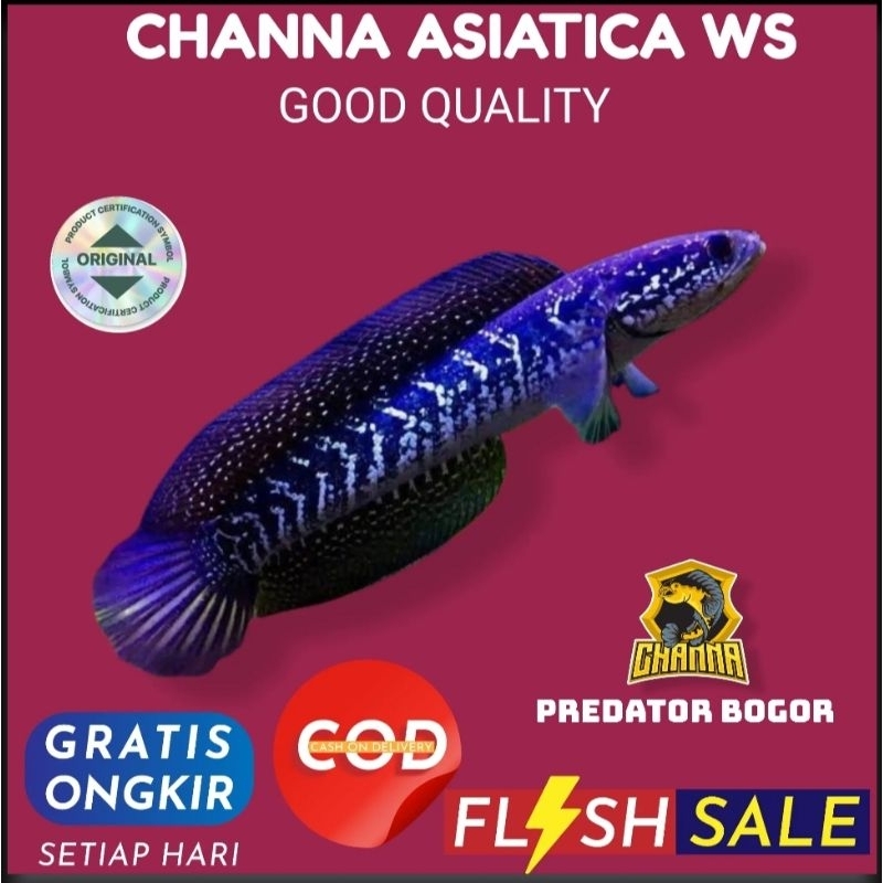 hiasan aquarium chana channa asiatica ws pure size 8-10cm