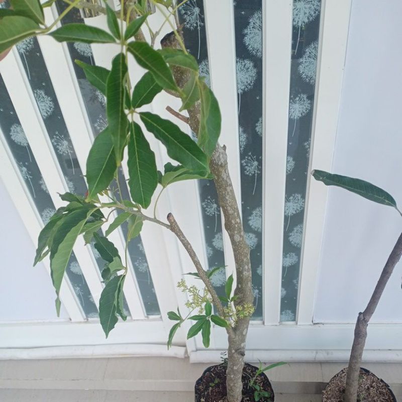 bibit white sapote