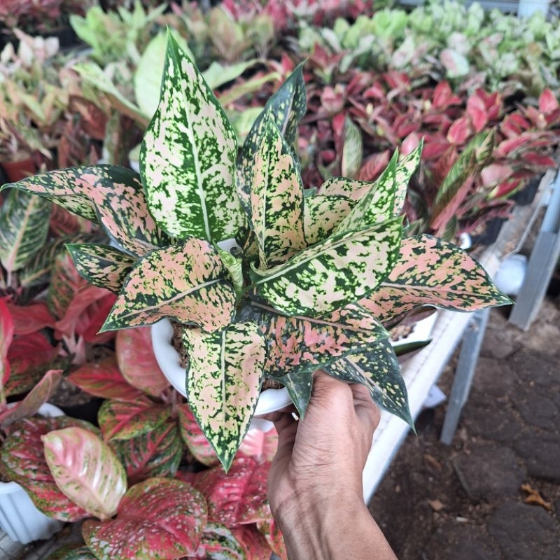 aglonema komkom new collor dewasa rumpun 3