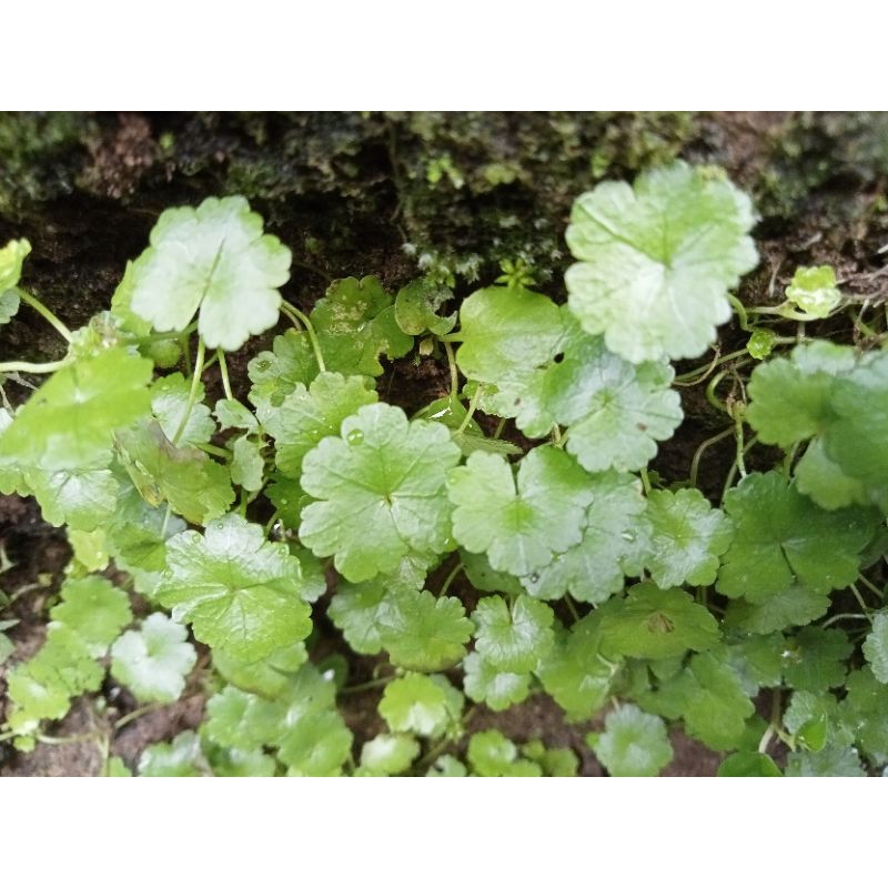 

pegagan kecil / centella asiatica 250 gr