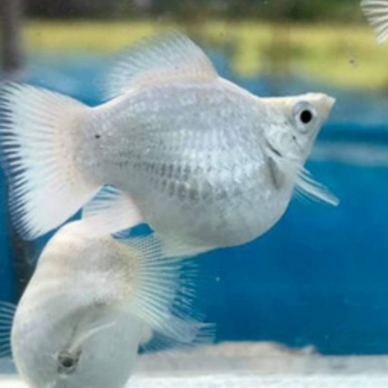 MOLLY BALLON ROUNDTAIL/BUNDEL