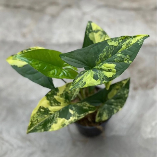 Syingonium yellow variegata