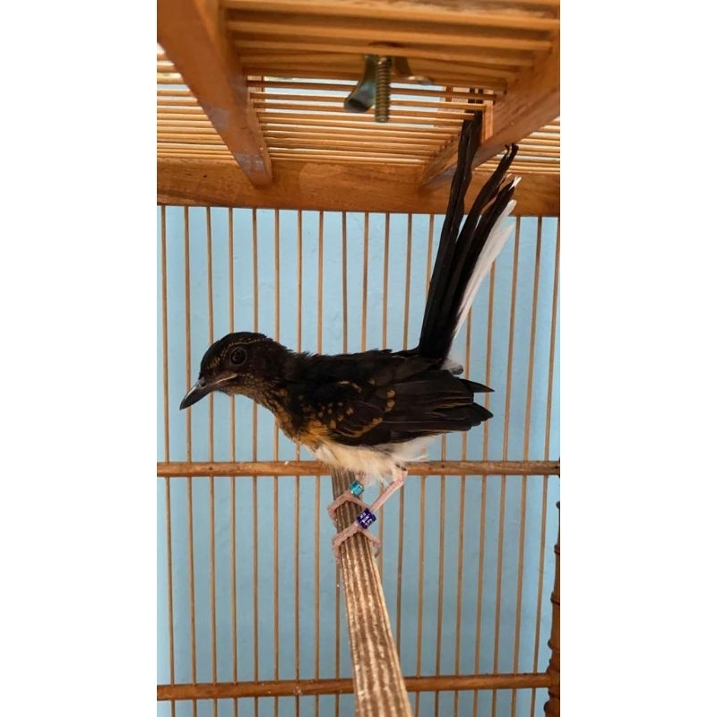 MURAI BATU MEDAN TROTOL TRAH PRESTASI RING APBN SERTIFIKAT ASLI