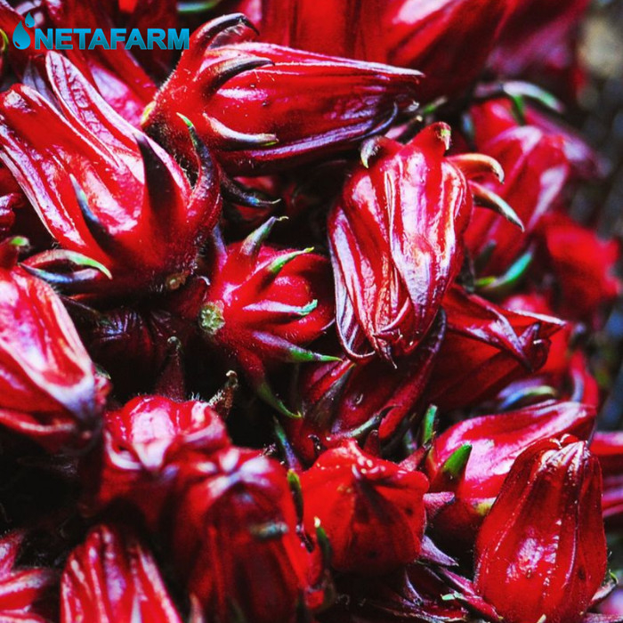 Benih Biji Bibit Rosella Merah Mix Garden Seed - 20 Benih