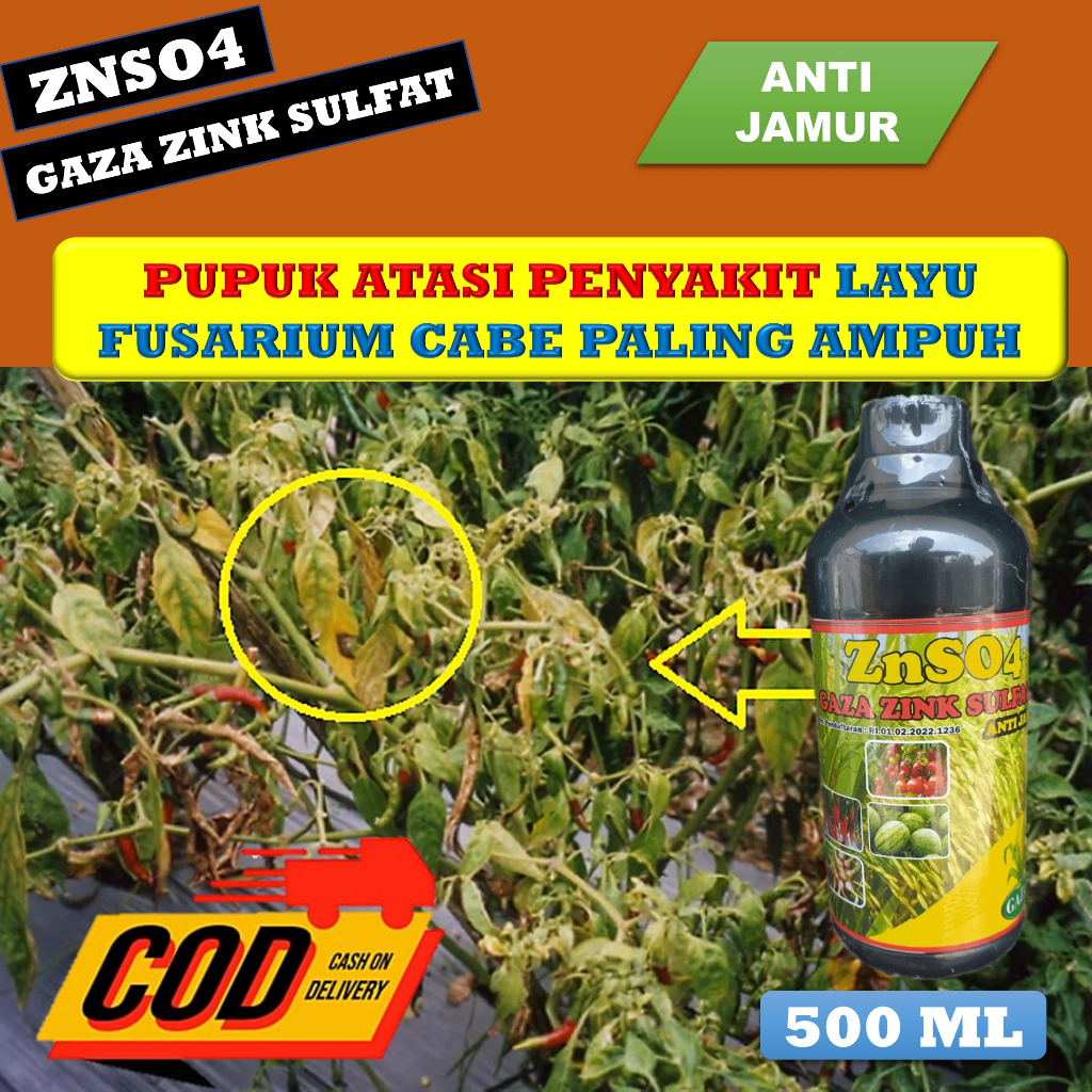 (TERBARU) ZNSO4 GAZA 500 ML FUNGISIDA LAYU FUSARIUM PADA TANAMAN CABE PALING AMPUH TERBAIK