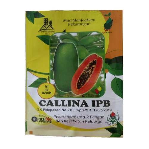 Benih Bibit Pepaya California ( Calina IPB )