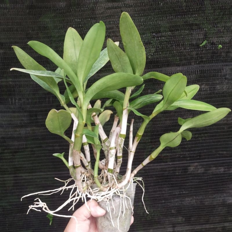 Dendrobium Discolor Merauke