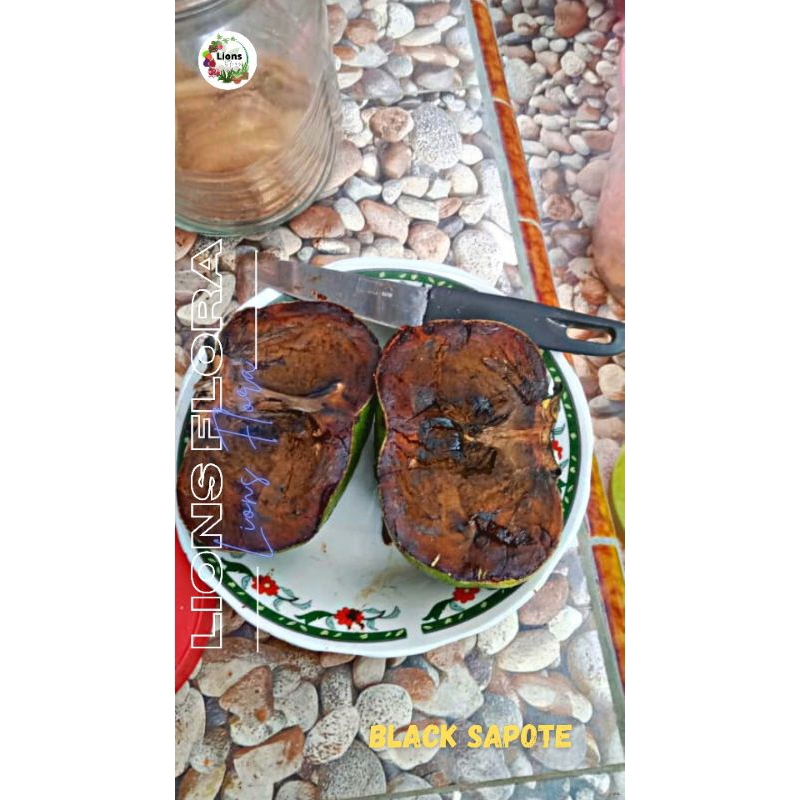 Bibit Buah Black Sapote