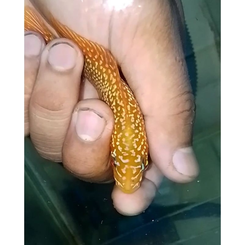 Lohan golden base cc (jantan)