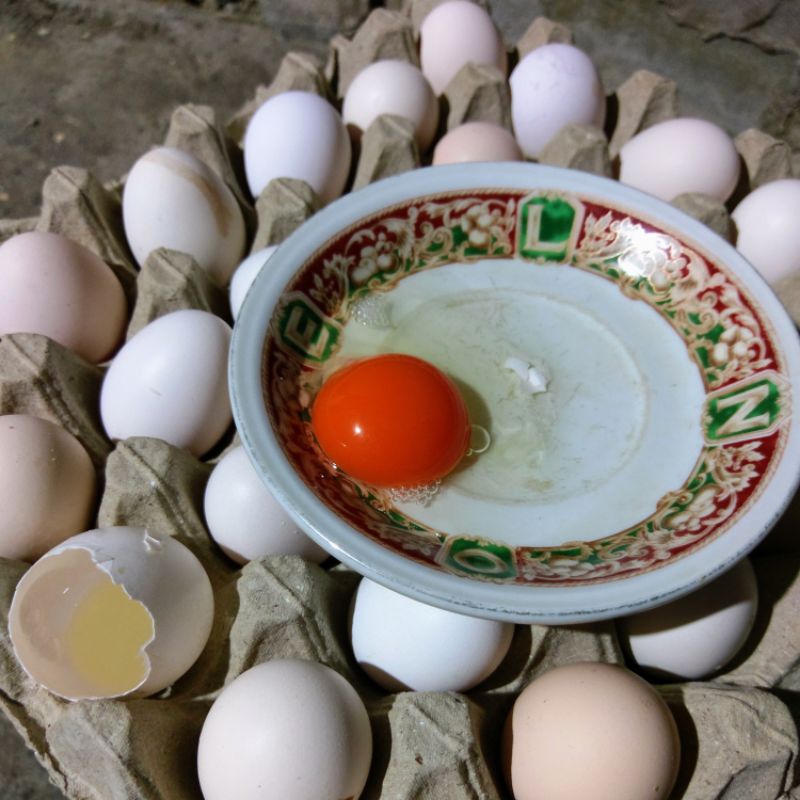 

TELUR AYAM OMEGA +