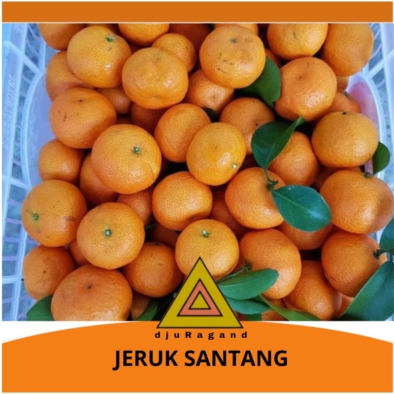 

Jeruk santang segar 500gram
