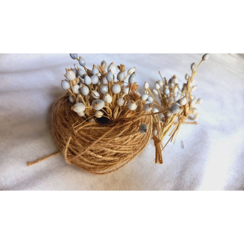 rumput jali kering / buah jali kering / biji jali jali kering / biji jali jali