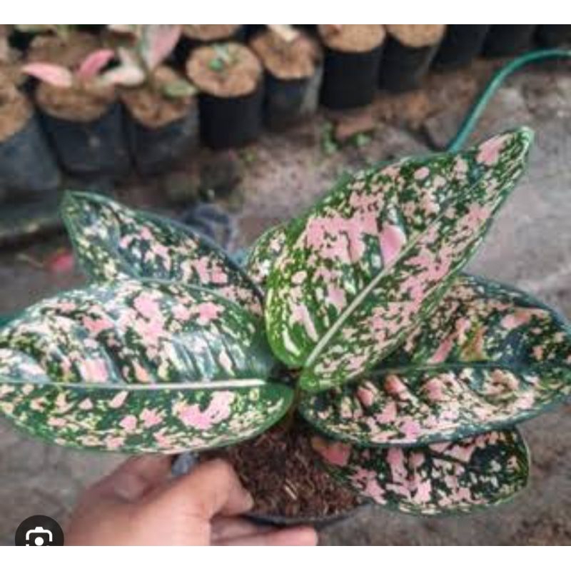 Aglonema rubi compacta