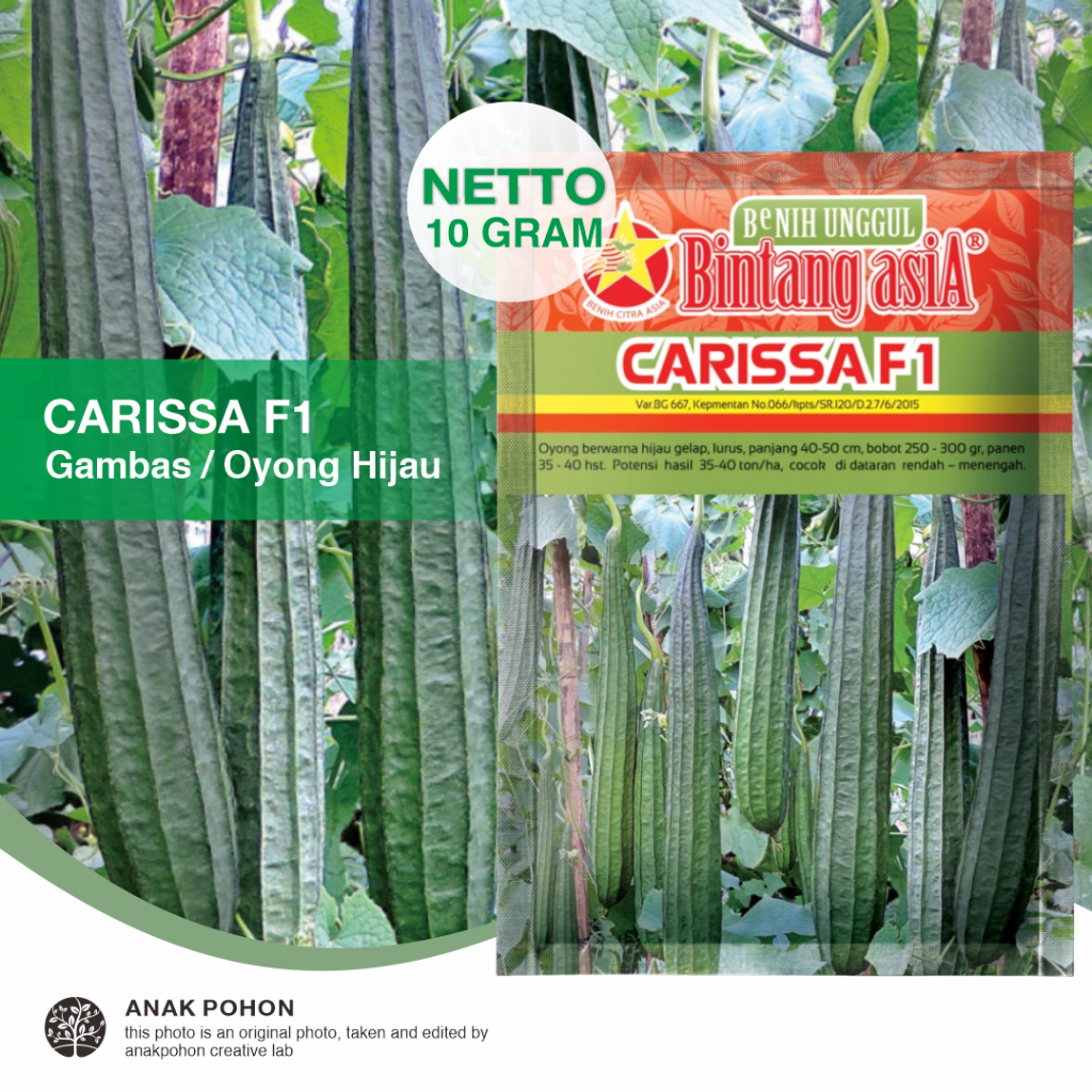 (1 PACK) Benih Gambas Oyong Hijau CARISSA F1 Hibrida Seeds - Bintang Asia - 10 GRAM