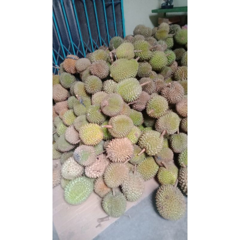 

durian