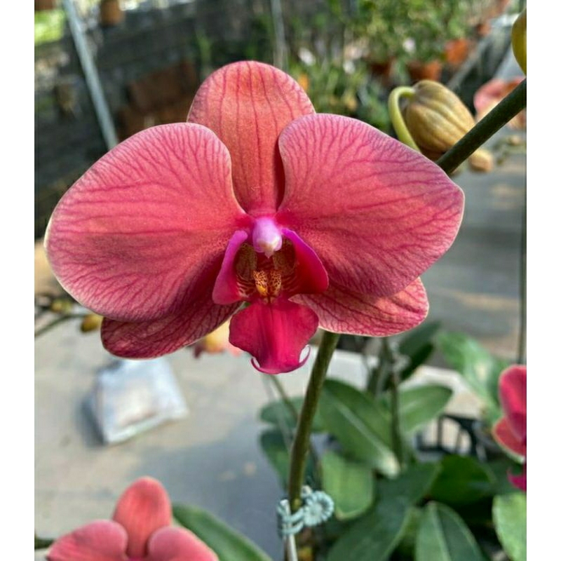 Anggrek Bulan Phal asian Coral Spike - Anggrek bulan Spike