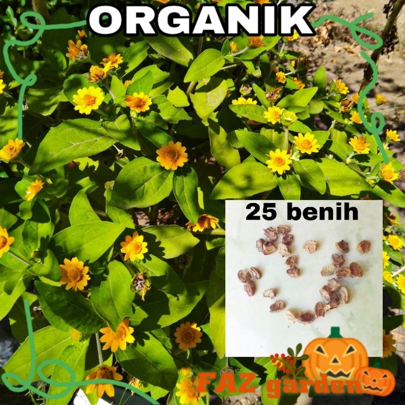 ( 25 biji ) Benih bunga Matahari Mini
