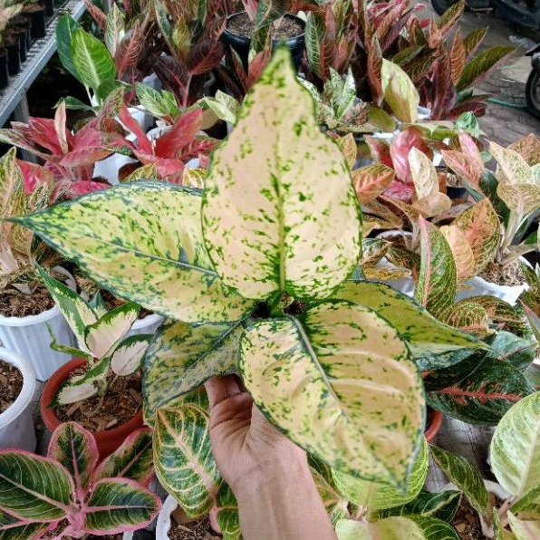 Aglonema komkom yellow daun 7-8-9++