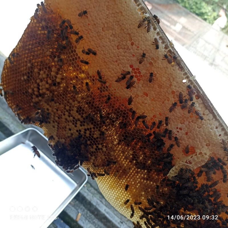 

madu tawon asli hutan prigen